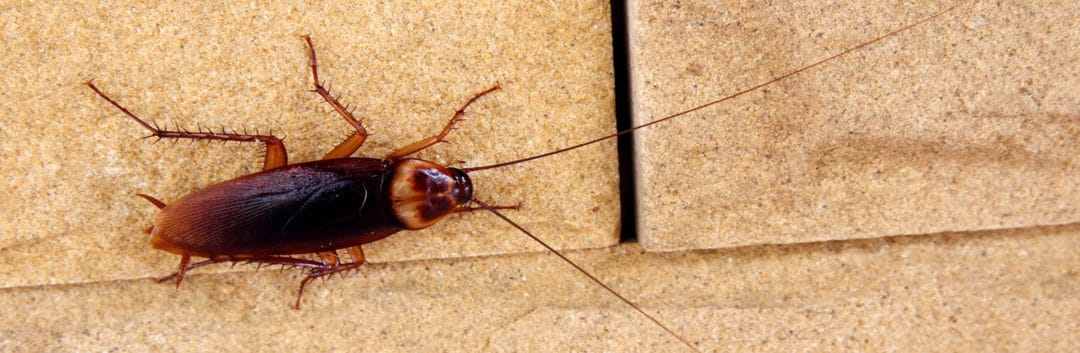 Termite Inspection Houston - Cucaratcha