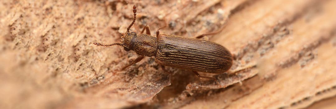 Termite Inspection Houston - Powder Post Beetle